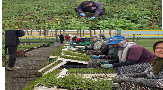 Ekiplerin tarın alanlarında denetimleri sürüyor