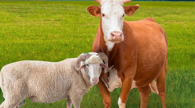 Kurbanlık fiyatları belli oldu: Büyükbaşlar 700 bin liraya kadar çıktı