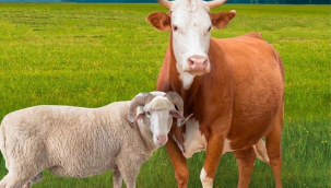 Kurbanlık fiyatları belli oldu: Büyükbaşlar 700 bin liraya kadar çıktı