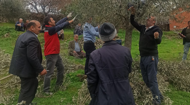 Maldan'da üreticilere zeytin budama eğitimi