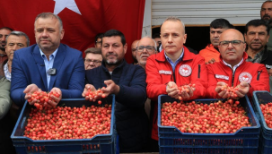 Manisa'da 2026 yılının ilk kiraz hasadı yapıldı