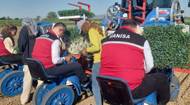 Manisa'da 7.500 üretici domates ekiyor