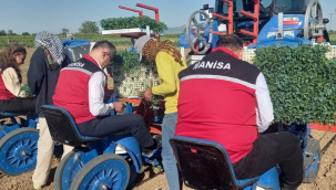 Manisa'da 7.500 üretici domates ekiyor