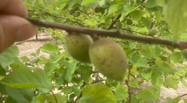 Salihli ilce tarim ve orman müdürlügünden üreticilere çağrı
