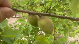 Salihli ilce tarim ve orman müdürlügünden üreticilere çağrı