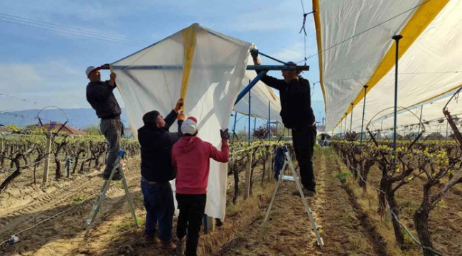 Sarıgöl'de bağlar, dolu, yağmur ve soğuk havaya karşı koruma altına alındı