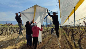 Sarıgöl'de bağlar, dolu, yağmur ve soğuk havaya karşı koruma altına alındı