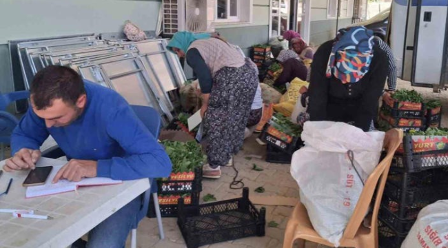 Sarıgöl'de taze bağ yaprağı mesaisi başladı