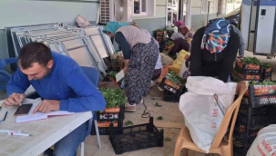 Sarıgöl'de taze bağ yaprağı mesaisi başladı