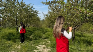 Selendi'de don zararlarını saptamak için ekipler sahada