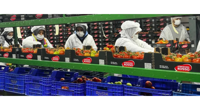 Üç ilçede örtü altı ürün denetimi