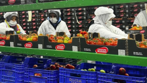 Üç ilçede örtü altı ürün denetimi