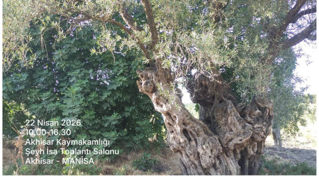 Üreticilere iklime dirençli ve doğa dostu zeytincilik eğitimi