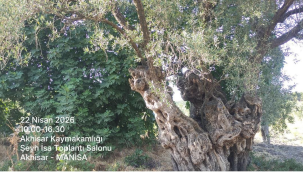 Üreticilere iklime dirençli ve doğa dostu zeytincilik eğitimi