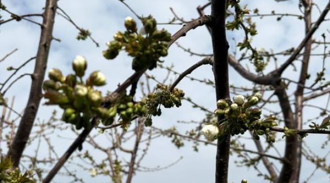 Üreticilere kiraz ve vişne Monilya hastalığı uyarısı