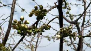 Üreticilere kiraz ve vişne Monilya hastalığı uyarısı