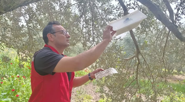 Ekipler 9 mahallede zeytin, badem ve ceviz ürünlerinde hastalık denetimi