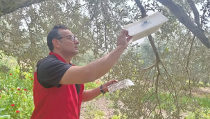 Ekipler 9 mahallede zeytin, badem ve ceviz ürünlerinde hastalık denetimi