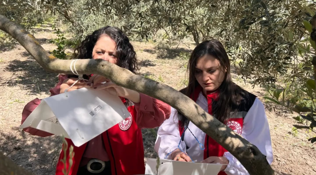 Ekipler hastalık takibi için zeytin alanlarında