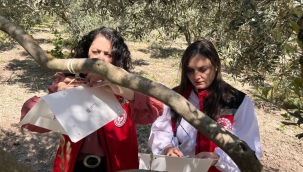 Ekipler hastalık takibi için zeytin alanlarında