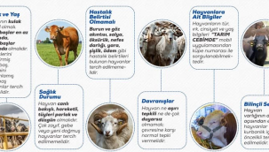 Kurbanlık seçimi nasıl yapılmalı?