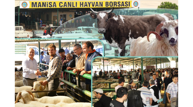 Manisa kurban pazarı açıldı
