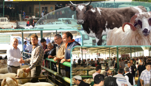 Manisa kurban pazarı açıldı