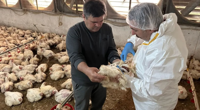 Sarıgöl'de tavuk vebası denetimi