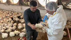 Sarıgöl'de tavuk vebası denetimi