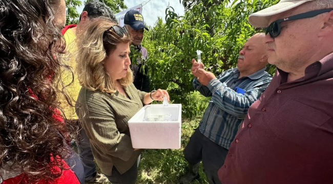 Yaklaşık 300'den fazla ürüne zarar kokarca mücadele için samuray arıcığı salımı