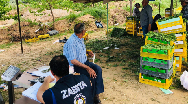 Zabıta ekipleri yaprak satış yerlerinde denetim