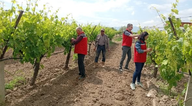 Akhisar'da 3 mahallede bağlarda hastalık kontrolü yapıldı