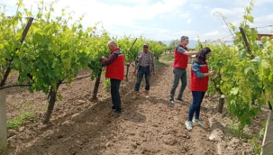 Akhisar'da 3 mahallede bağlarda hastalık kontrolü yapıldı