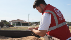 Belediye buğday hasadına başladı