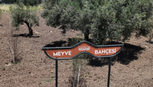 Belediye meyve bahçeleri yeşeriyor