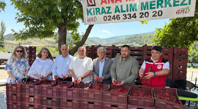 Çamurhamamı mahallesinde kiraz hasadı