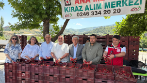 Çamurhamamı mahallesinde kiraz hasadı