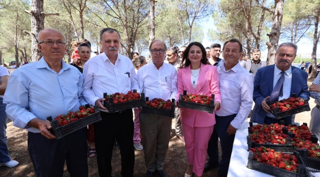Çilek hasadına başkan Balaban'da katıldı