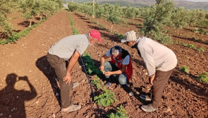 Ekipler turşuluk çubuk hıyar üretimi yapan üreticiler ziyaret etti