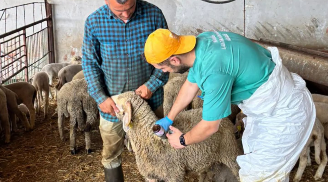 Küçükbaş hayvanların veba ve çiçek aşılamaları yapıldı