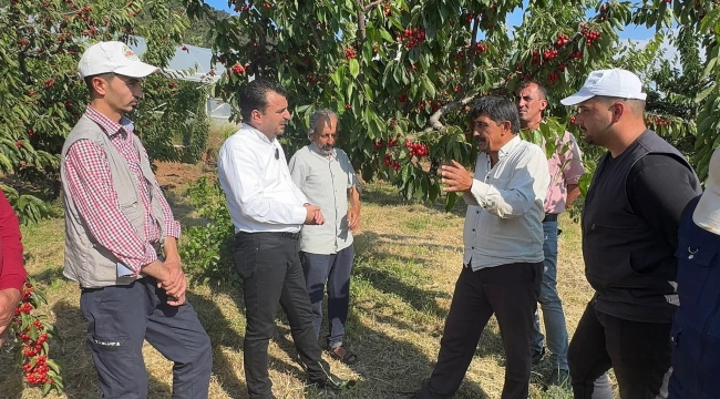 Millet maliyeti kurtarmadığı için toplamadı kiraz dalda kaldı
