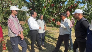 Millet maliyeti kurtarmadığı için toplamadı kiraz dalda kaldı