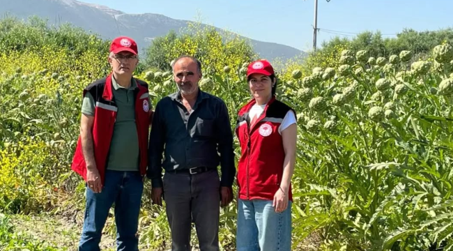 Soma'da"Enginar yetiştiriciliğinin geliştirilmesi projesi"denetimi