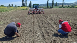 Soma'da "Yağlık Ayçiçeği" ekimi başladı