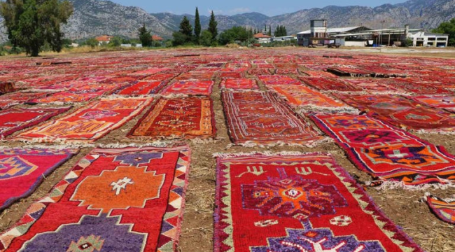 Yüzlerce yıllık halılar buğday tarlalarını renk cümbüşüne çevirdi