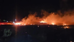 Zeytinlikleri tehdit eden yangın sürüyor