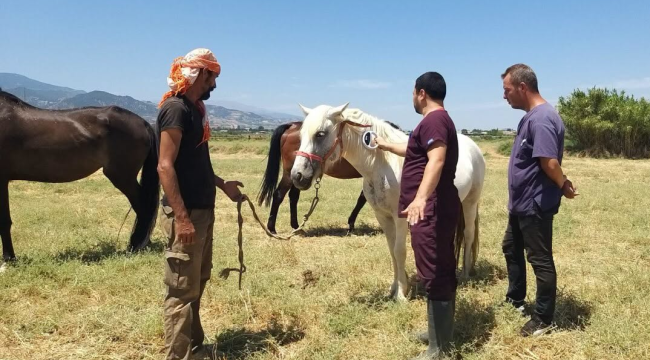 Alaşehir'de hayvanlar mavi dil hastalığı karşı aşılanıyor