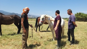 Alaşehir'de hayvanlar mavi dil hastalığı karşı aşılanıyor