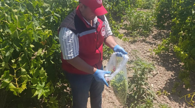 Bağlarda hasat öncesi numune alma çalışmaları sürüyor