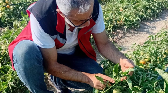 Domates alanlarda Yeşilyurt ve Yaprakbiti kontrolleri gerçekleştirildi